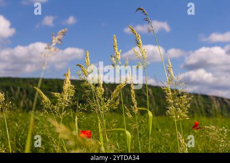 Calamagrostis arundinacea ist eine in Eurasien, China und Indien heimische Art von Strauchgras aus der Familie der Poaceae. Nahaufnahme von Unkräutern des tropischen Berges Stockfoto