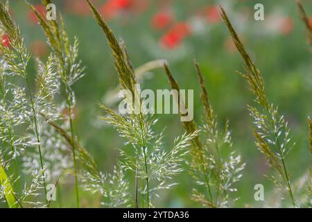 Calamagrostis arundinacea ist eine in Eurasien, China und Indien heimische Art von Strauchgras aus der Familie der Poaceae. Nahaufnahme von Unkräutern des tropischen Berges Stockfoto