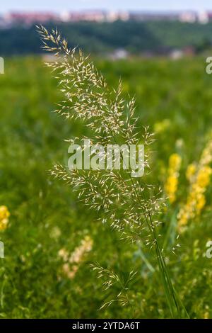 Calamagrostis arundinacea ist eine in Eurasien, China und Indien heimische Art von Strauchgras aus der Familie der Poaceae. Nahaufnahme von Unkräutern des tropischen Berges Stockfoto