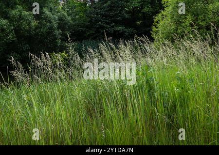 Calamagrostis arundinacea ist eine in Eurasien, China und Indien heimische Art von Strauchgras aus der Familie der Poaceae. Nahaufnahme von Unkräutern des tropischen Berges Stockfoto