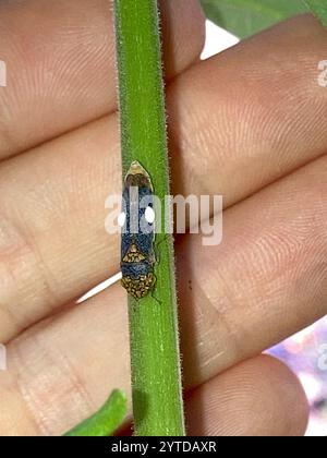 Scharfschütze mit breitem Kopf (Oncometopia orbona) Stockfoto