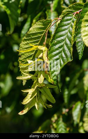Ast einer Hainbuche Carpinus betulus mit herabhängender Blütenstände und Blättern im Herbst, ausgewählter Fokus, schmale Schärfentiefe, Kopierraum in der Unschärfe Stockfoto