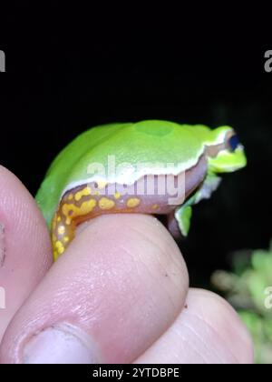 Kiefer Barrens Treefrog (Hyla andersonii) Stockfoto