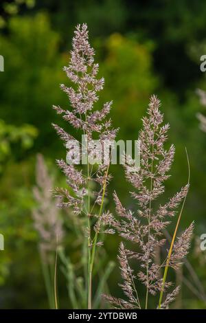 Calamagrostis arundinacea ist eine in Eurasien, China und Indien heimische Art von Strauchgras aus der Familie der Poaceae. Nahaufnahme von Unkräutern des tropischen Berges Stockfoto