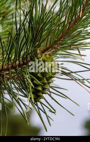 Eine kleinwachsende Zedernkiefer. Pinus pumila mit großen grünen Kegeln in einem sonnigen Sommergarten. Tapete mit Blumenmuster. Stockfoto