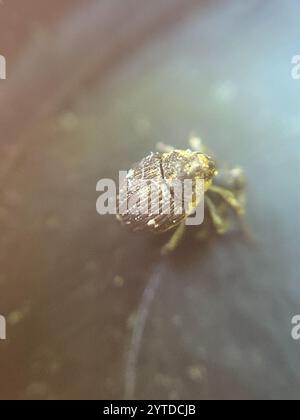 Nesselkäfer (Nedyus quadrimaculatus) Stockfoto