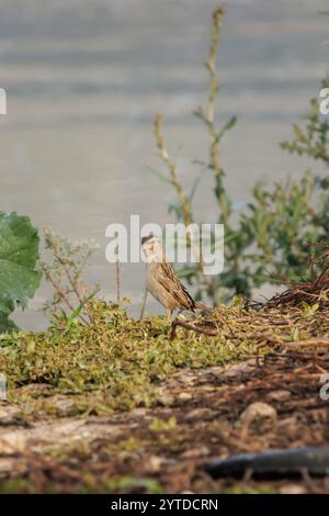 Zitting Cisticola, Cisticola juncidis am Ufer des Stausees Beniarres, Spanien Stockfoto