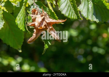 Ast einer Hainbuche Carpinus betulus mit herabhängender Blütenstände und Blättern im Herbst, ausgewählter Fokus, schmale Schärfentiefe, Kopierraum in der Unschärfe Stockfoto