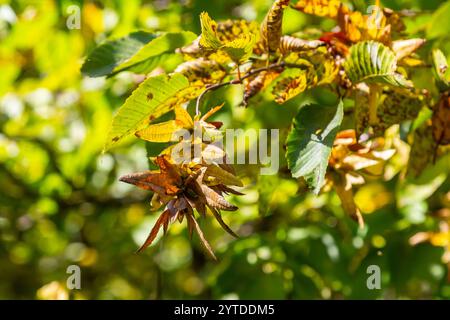 Ast einer Hainbuche Carpinus betulus mit herabhängender Blütenstände und Blättern im Herbst, ausgewählter Fokus, schmale Schärfentiefe, Kopierraum in der Unschärfe Stockfoto