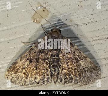 Pilzmotten (Metalectra discalis) Stockfoto
