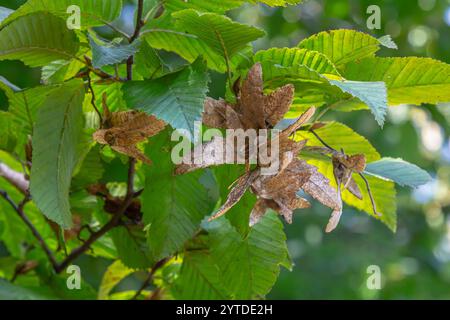 Ast einer Hainbuche Carpinus betulus mit herabhängender Blütenstände und Blättern im Herbst, ausgewählter Fokus, schmale Schärfentiefe, Kopierraum in der Unschärfe Stockfoto