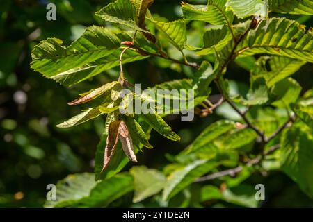 Ast einer Hainbuche Carpinus betulus mit herabhängender Blütenstände und Blättern im Herbst, ausgewählter Fokus, schmale Schärfentiefe, Kopierraum in der Unschärfe Stockfoto
