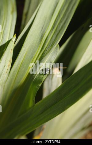 Iris Flohkäfer (Aphthona nonstriata) Stockfoto