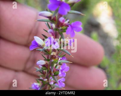 Stachelige Purplegorse (Muraltia heisteria) Stockfoto