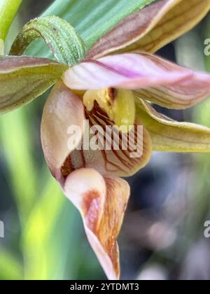 Stream Orchidee (Epipactis gigantea) Stockfoto