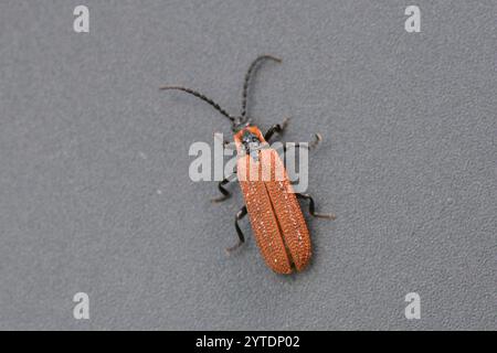 Cosnards Netzflügelkäfer (Erotides cosnardi) Stockfoto