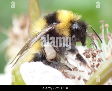 Heide Hummel (Bombus jonellus) Stockfoto
