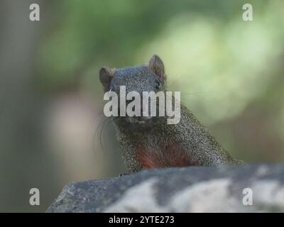 Taiwan Eichhörnchen (Callosciurus erythraeus thaiwanensis) Stockfoto