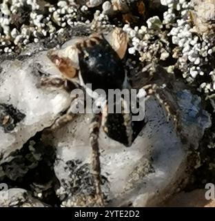 V-signierte Springspinne (Aelurillus V-insignitus) Stockfoto