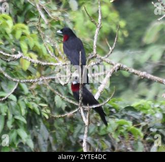 Lila-throated Fruitcrow (Querula purpurata) Stockfoto