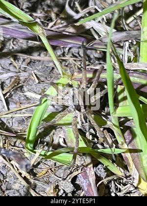 Wolfsspinne (Schizocosa avida) Stockfoto