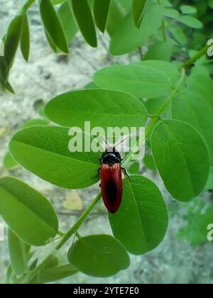 Schwarz zentrierter Klickkäfer (Ampedus sanguinolentus) Stockfoto