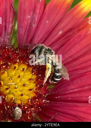 Ligated Furrow Bee (Halictus ligatus) Stockfoto