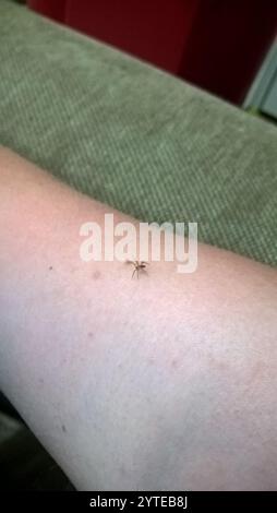 Wandspinne (Oecobius navus) Stockfoto