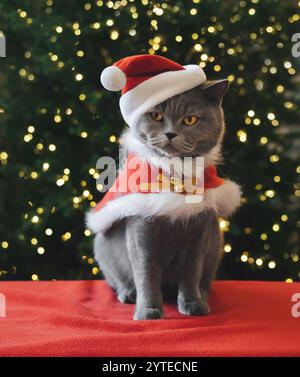 Britische Katze in einem Weihnachtsmann-Kostüm auf einem Weihnachtsbaum-Hintergrund mit Bokeh-Lichtern. Weihnachts- oder Neujahrskarte. Stockfoto