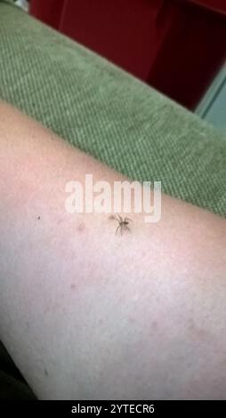 Wandspinne (Oecobius navus) Stockfoto