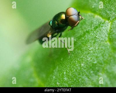 Schwarzgehörnte Edelsteinfliege (Microchrysa polita) Stockfoto