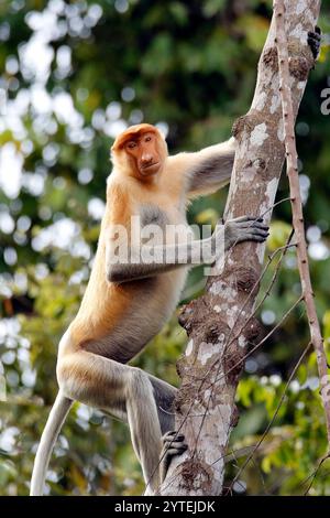 Nasalis larvatus, auch Langnasen-Affe genannt, klettert auf einen Baum. Abai, Kinabatangan River, Sabah. Borneo, Malaysia Stockfoto