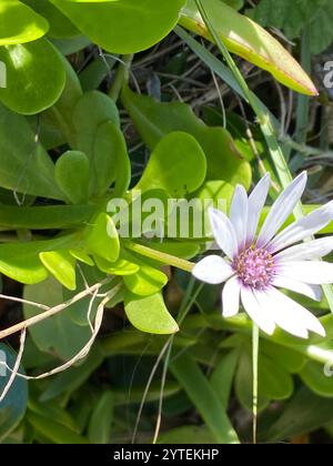 Afrikanische Gänseblümchen (Dimorphotheca fruticosa) Stockfoto