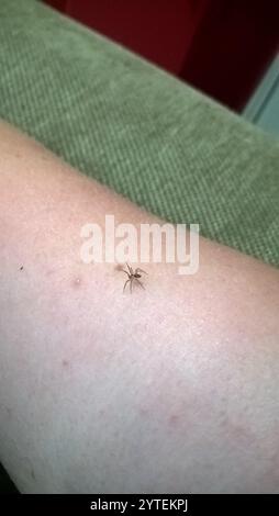 Wandspinne (Oecobius navus) Stockfoto