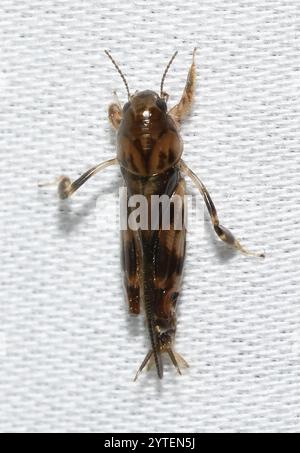 Größerer Zwergmole Grasshopper (Neotridactylus apicialis) Stockfoto