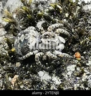 V-signierte Springspinne (Aelurillus V-insignitus) Stockfoto