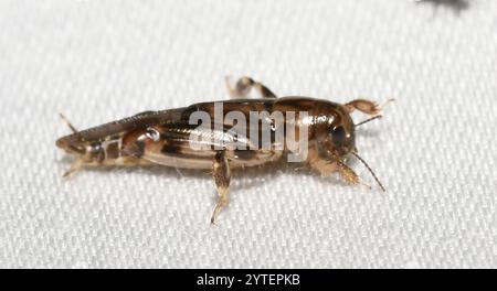Größerer Zwergmole Grasshopper (Neotridactylus apicialis) Stockfoto