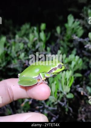 Kiefer Barrens Treefrog (Hyla andersonii) Stockfoto