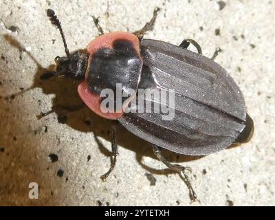 Margenhandel AAS Käfer (Oiceoptoma Noveboracense) Stockfoto