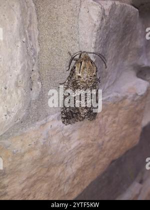 Carpenterworm Motte (Prionoxystus robiniae) Stockfoto