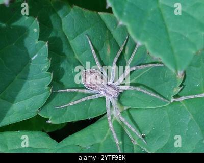 Eurasische Laufkrabbenspinne (Philodromus dispar) Stockfoto