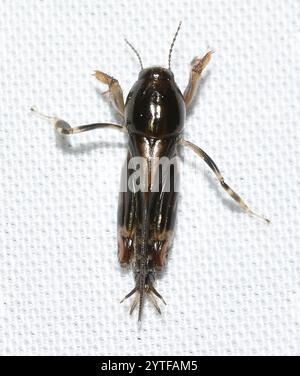 Größerer Zwergmole Grasshopper (Neotridactylus apicialis) Stockfoto