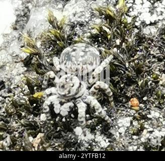 V-signierte Springspinne (Aelurillus V-insignitus) Stockfoto