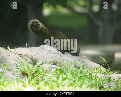 Taiwan Eichhörnchen (Callosciurus erythraeus thaiwanensis) Stockfoto