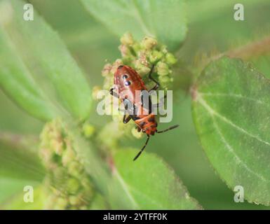 Darth Maul Bug (Spilostethus hospes) Stockfoto