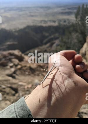 Walkingsticks mit kurzem Horn (Parabacillus) Stockfoto