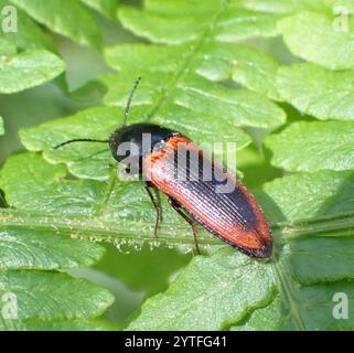 Schwarz zentrierter Klickkäfer (Ampedus sanguinolentus) Stockfoto