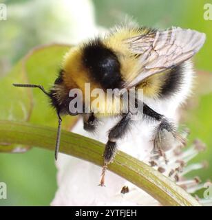 Heide Hummel (Bombus jonellus) Stockfoto