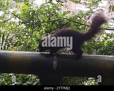 Taiwan Eichhörnchen (Callosciurus erythraeus thaiwanensis) Stockfoto