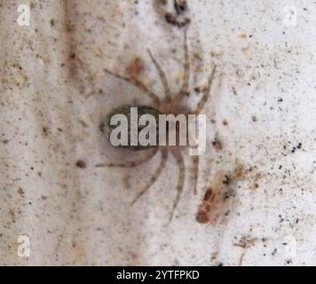 Wandspinne (Oecobius navus) Stockfoto